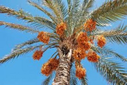 Bupati Rohul Optimis Kurma Lebih Menjanjikan Dari Sawit dan Karet