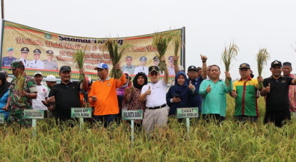 Wako Dumai Hadiri Panen Raya Padi di Sungai Sembilan
