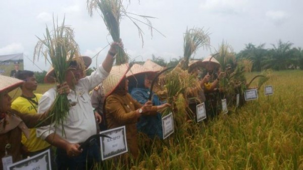 Pj Bupati Rohil Hadiri Panen Raya Padi di Teluk Piyai