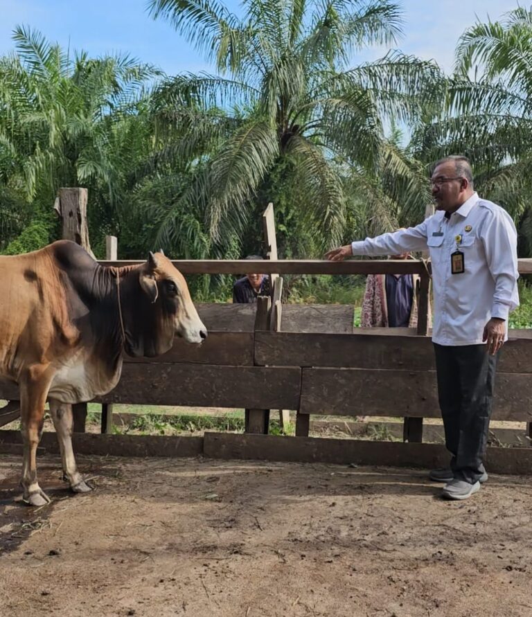 Dinas Lingkungan Hidup Rohil Akan Sembelih Hewan Qurban 10 Ekor Lembu 1 Kambing