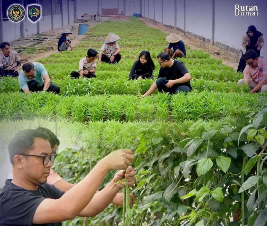 Dukung Ketahanan Pangan, Rutan Dumai Panen Kangkung dan Kacang Panjang