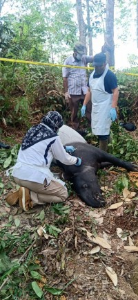 Pastikan Penyebab Kematian se Ekor Tapir, Polres Kuansing Bersama Tim BKSDA Riau Lakukan  Nekropsi